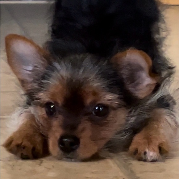 ELLIE - Picture 4 of 5